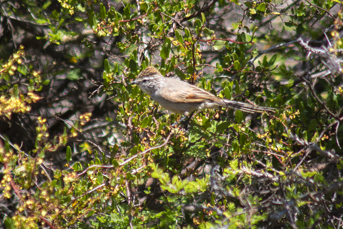 Plain-mantled Tit-Spinetail - ML644527594