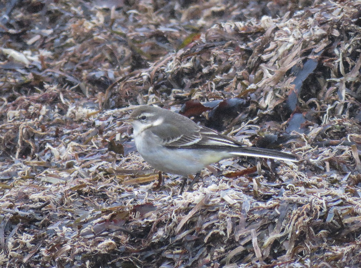 東方黃鶺鴒 - ML644527596