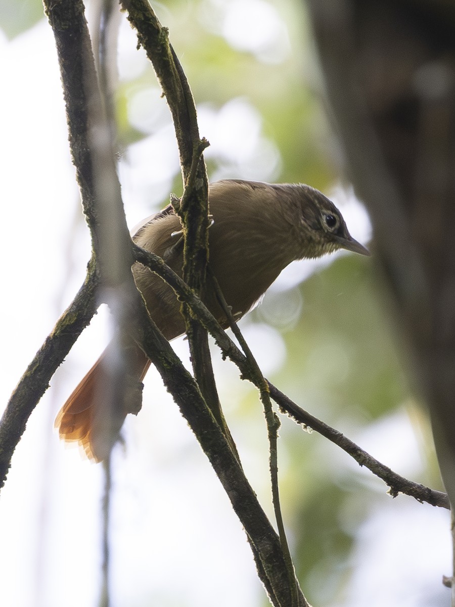 Montane Foliage-gleaner - ML644527597