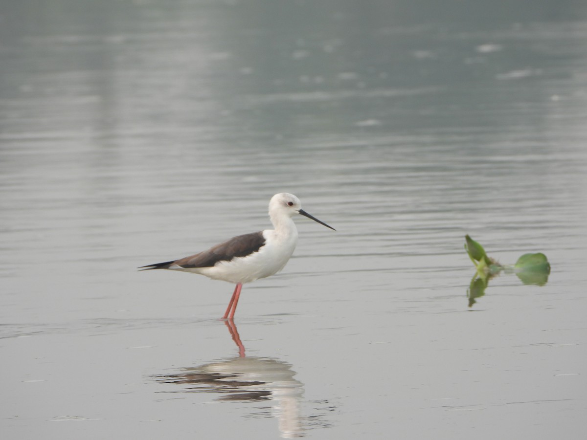 高蹺鴴 - ML644527636