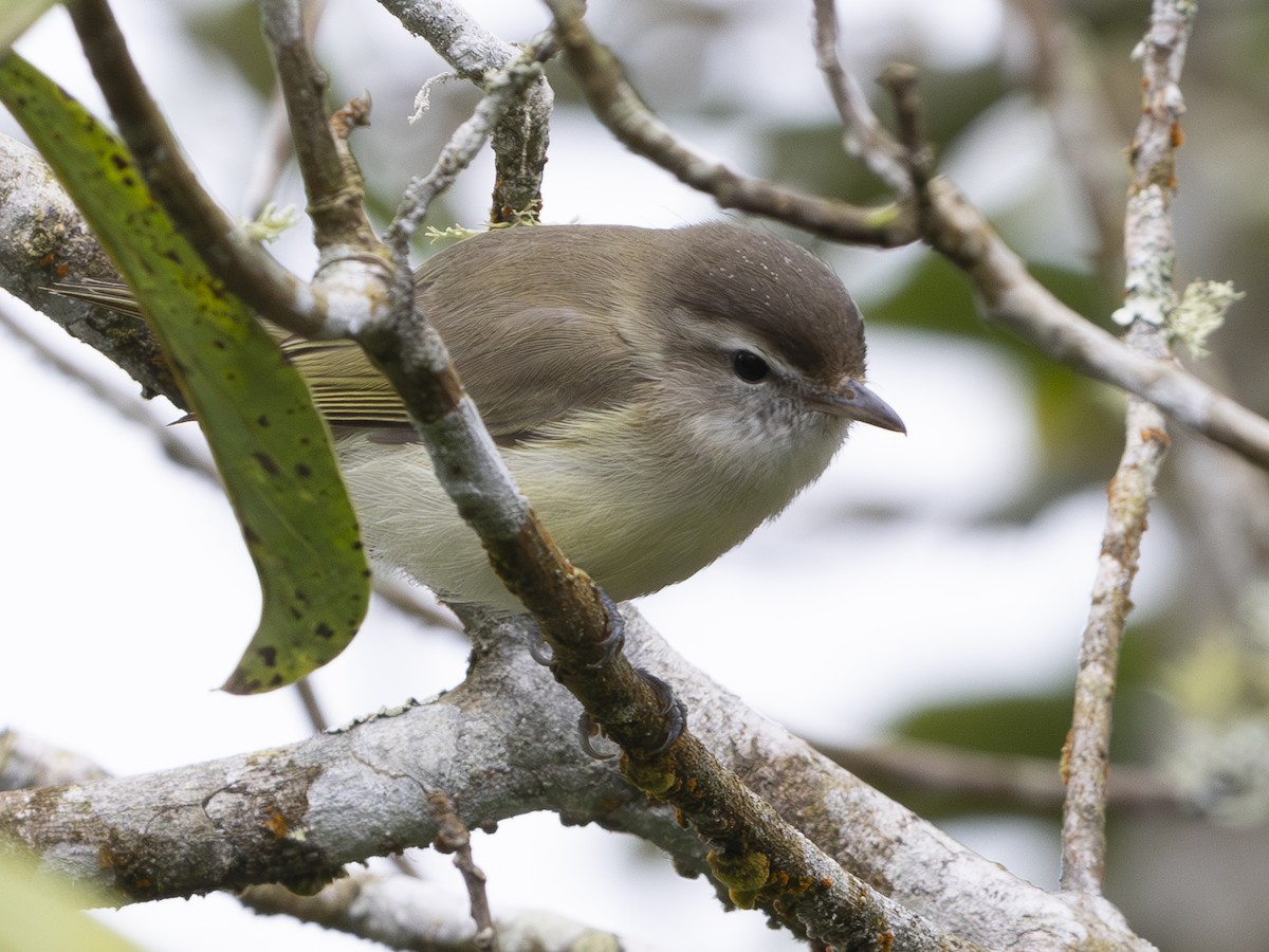 Brown-capped Vireo - ML644527637