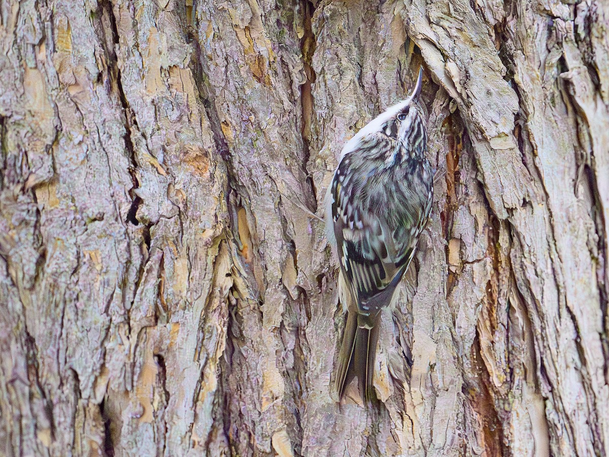 Brown Creeper - ML644527638