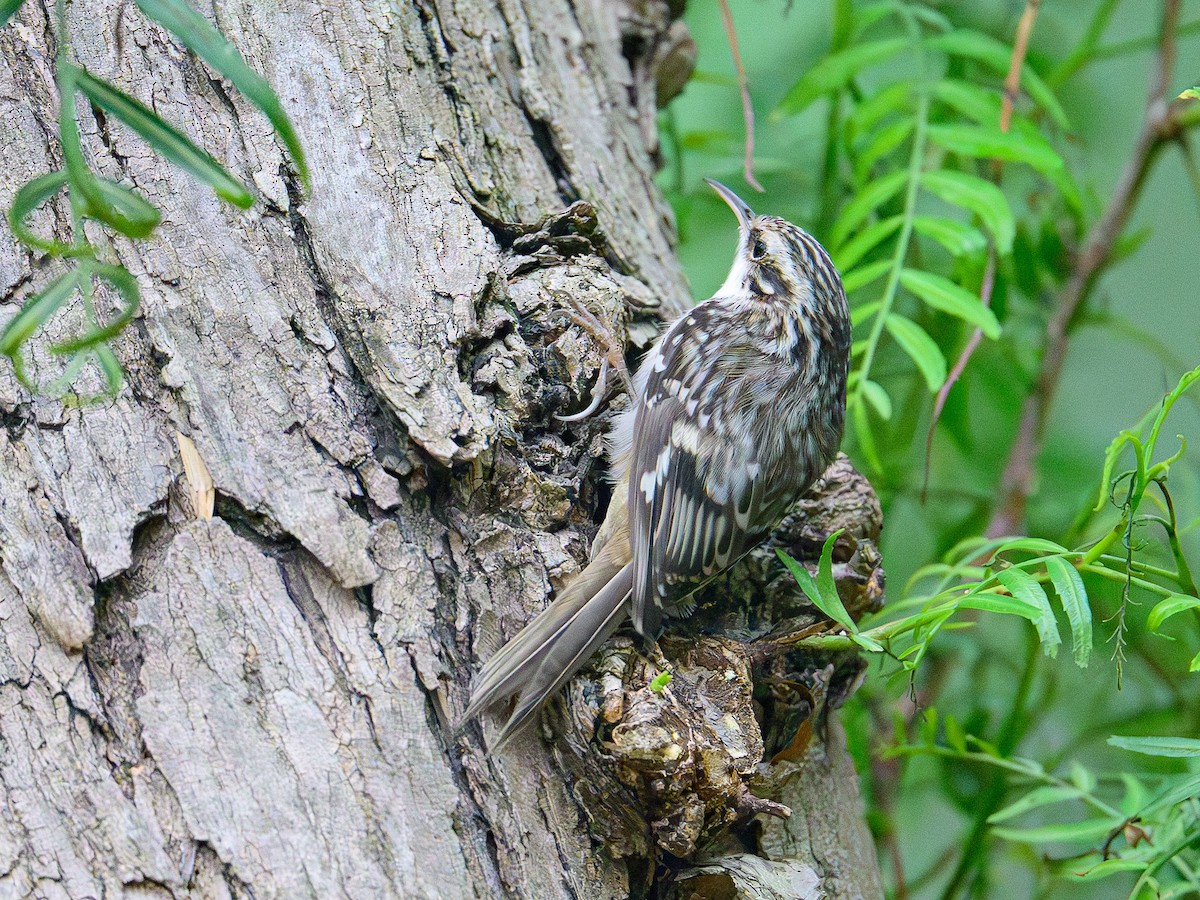 Brown Creeper - ML644527639
