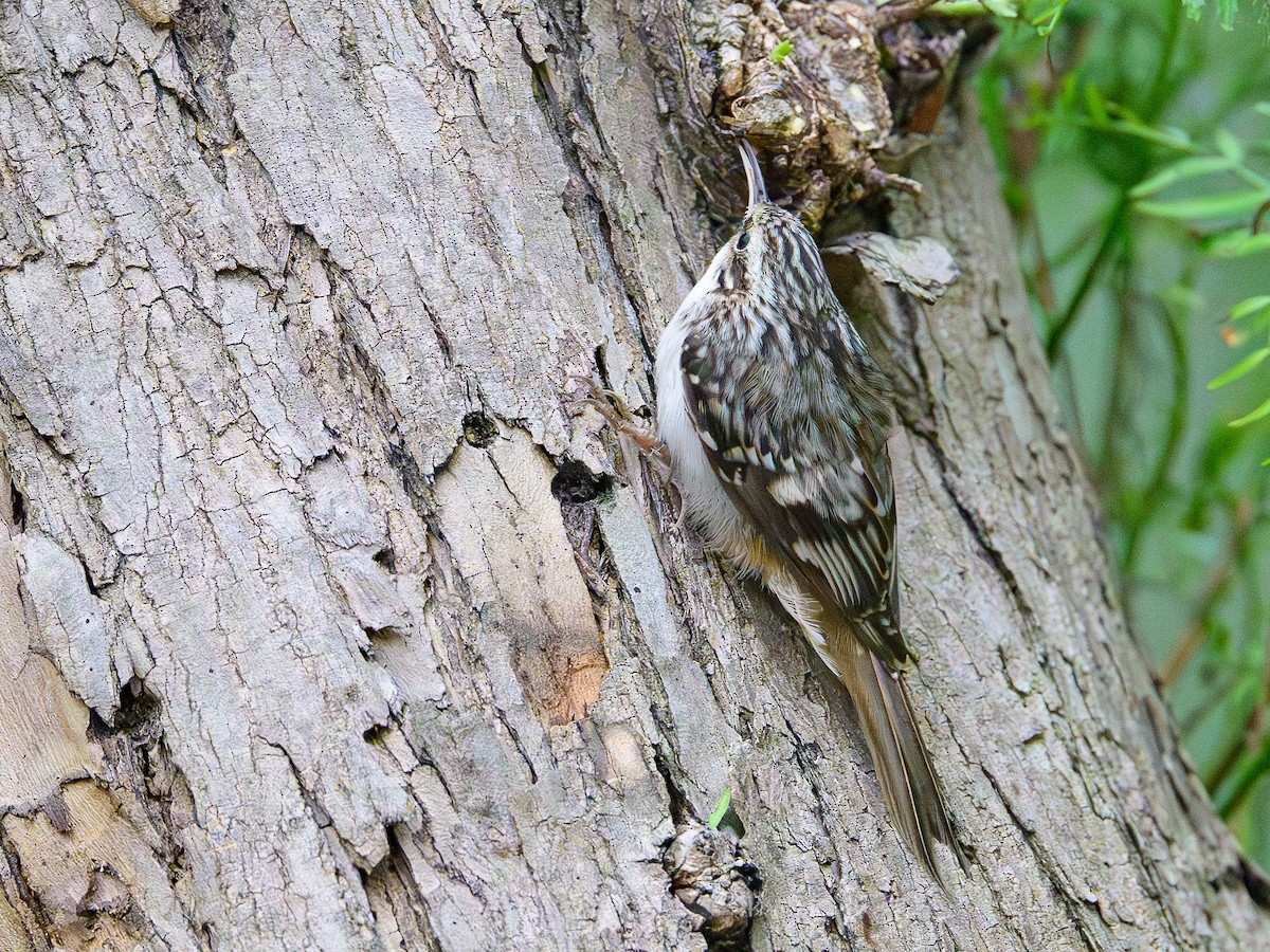 Brown Creeper - ML644527640