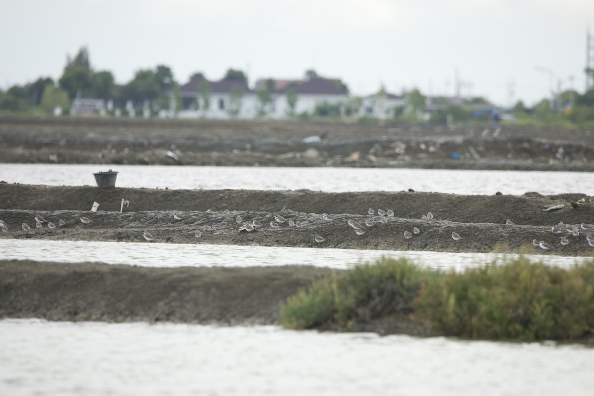 Tibetan Sand-Plover - ML644527642