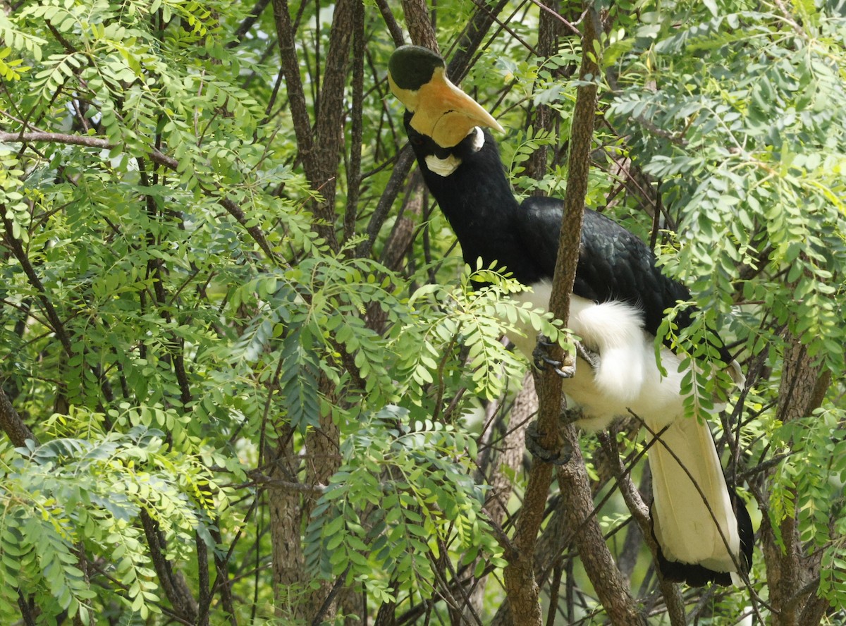 Cálao Coronado - ML644527645