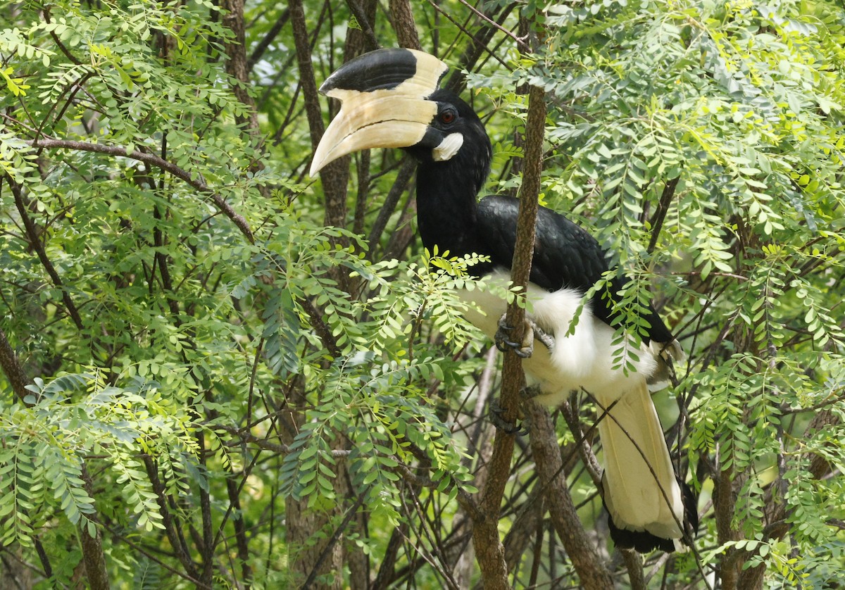 Cálao Coronado - ML644527646
