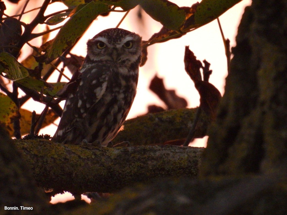 Mozolo arrunta - ML644527651