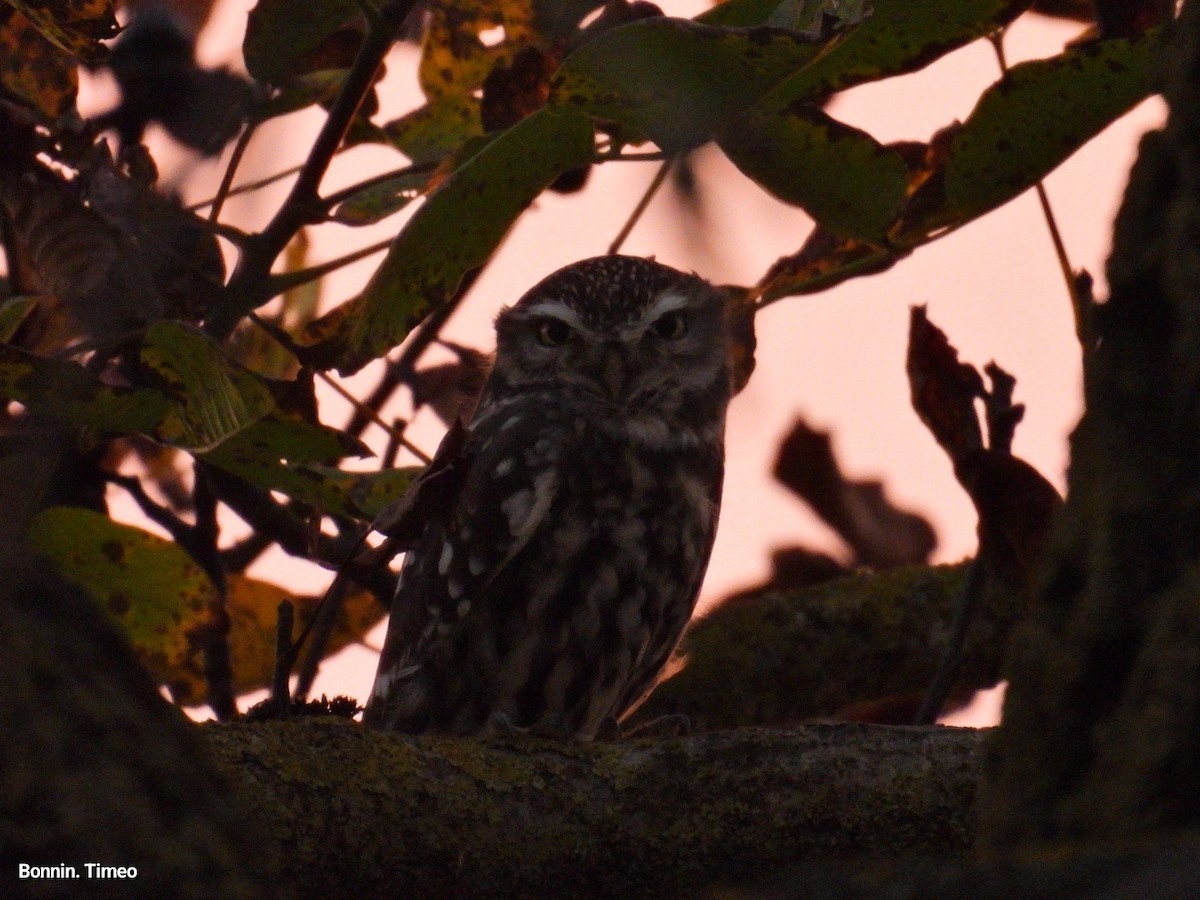 Mozolo arrunta - ML644527652