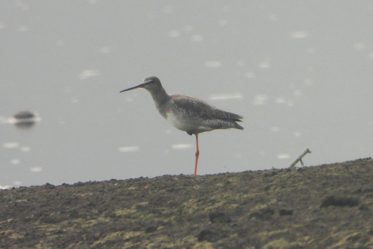 Dunkelwasserläufer - ML644527654