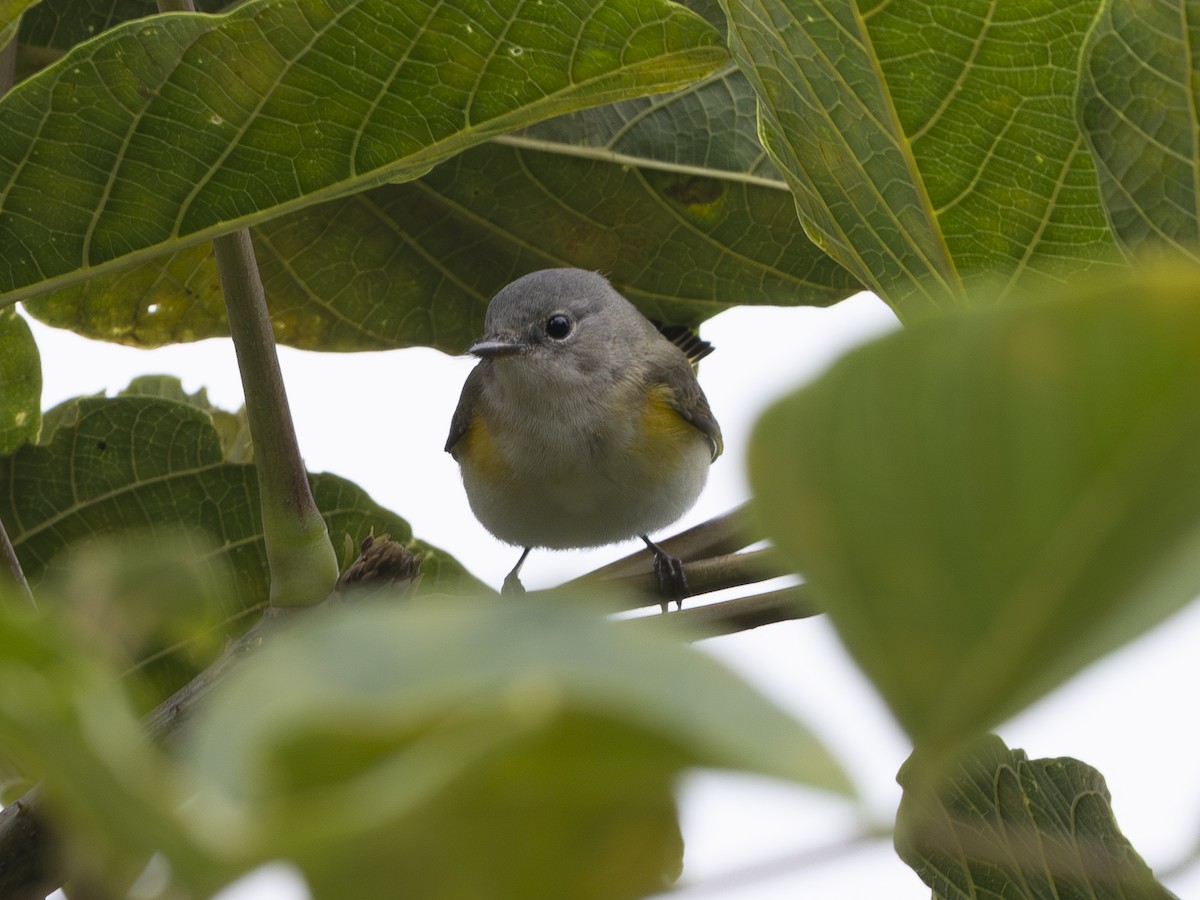 Kızıl Kuyruklu Ötleğen - ML644527657