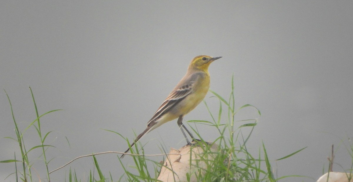 Zitronenstelze - ML644527660