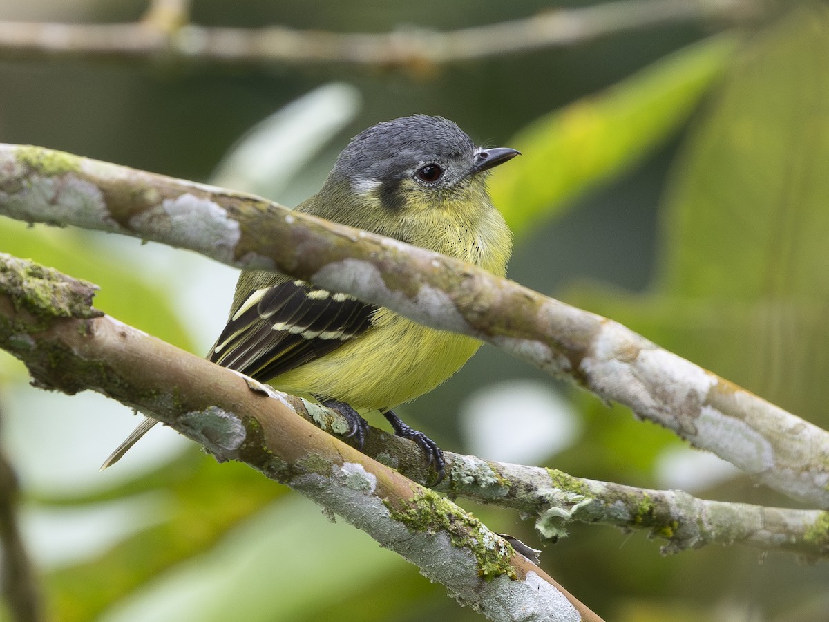 Ashy-headed Tyrannulet - ML644527668