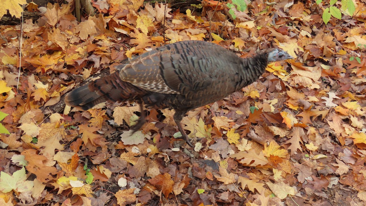 krocan divoký - ML644527675