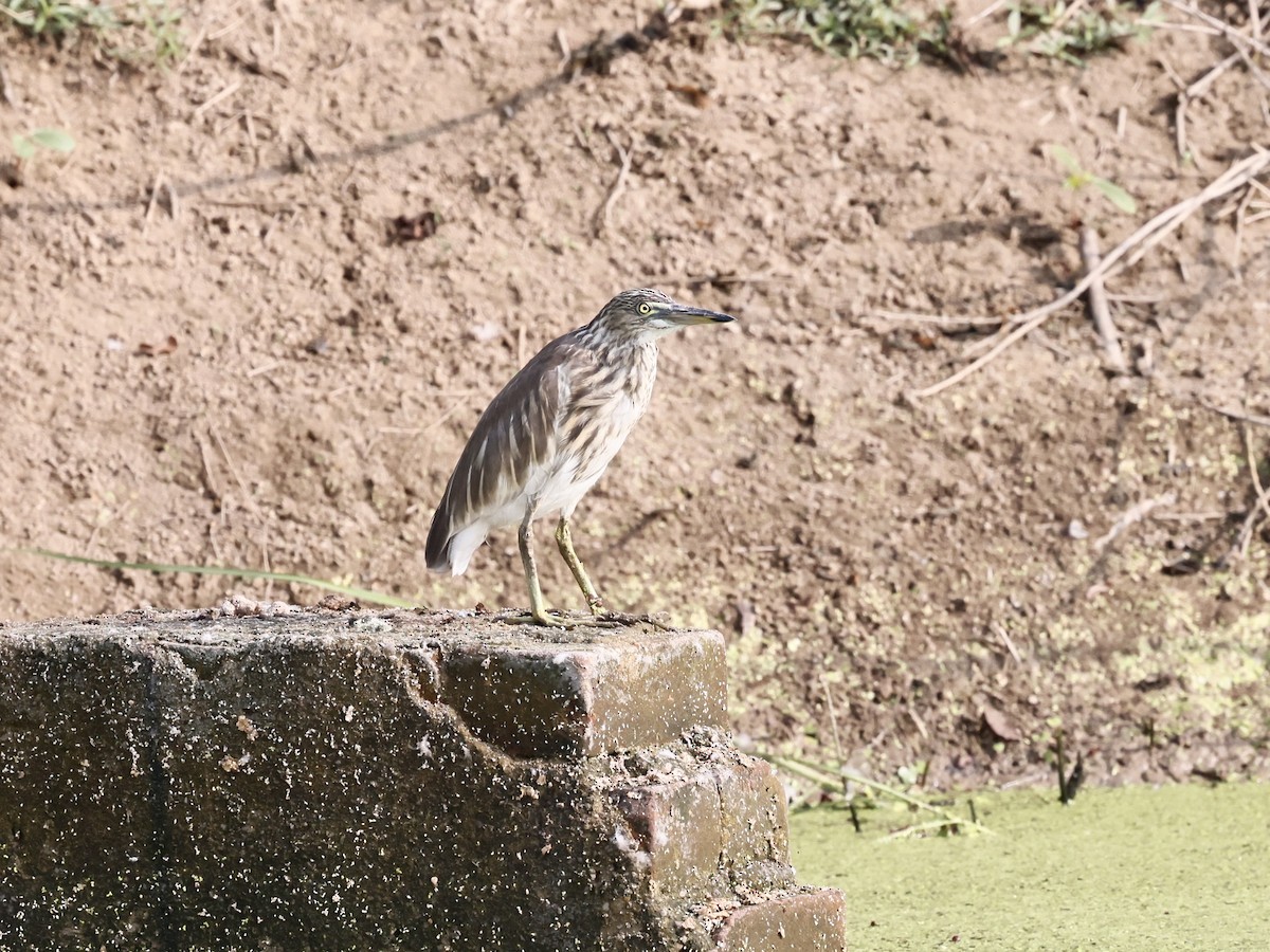 Indian Pond-Heron - ML644527690