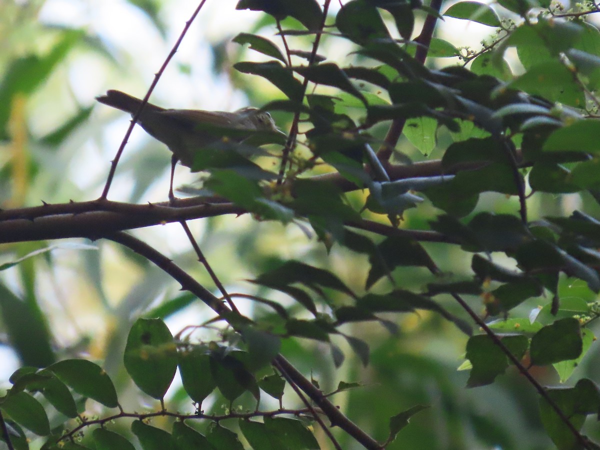 Large-billed Leaf Warbler - ML644527700