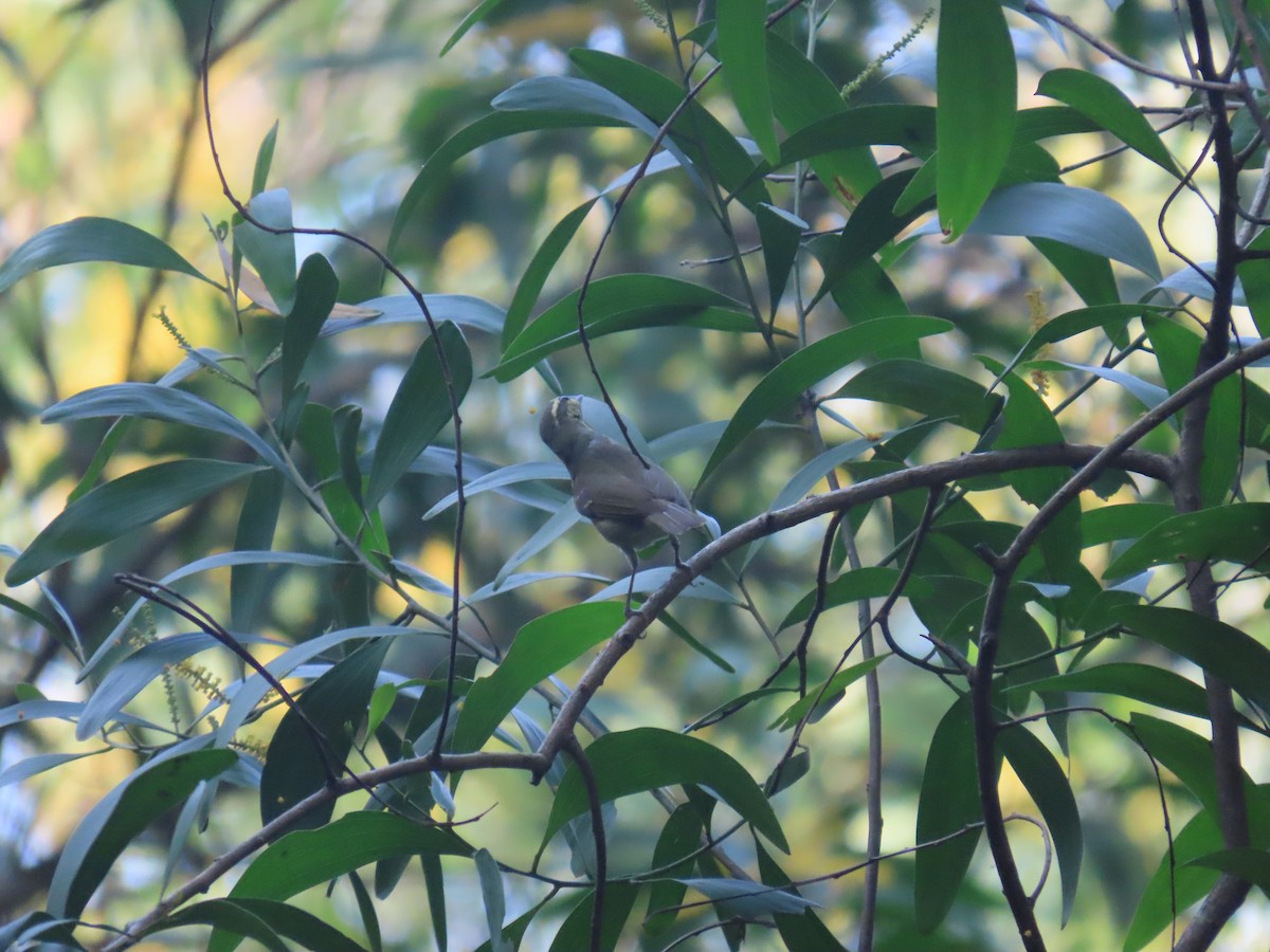 Large-billed Leaf Warbler - ML644527702