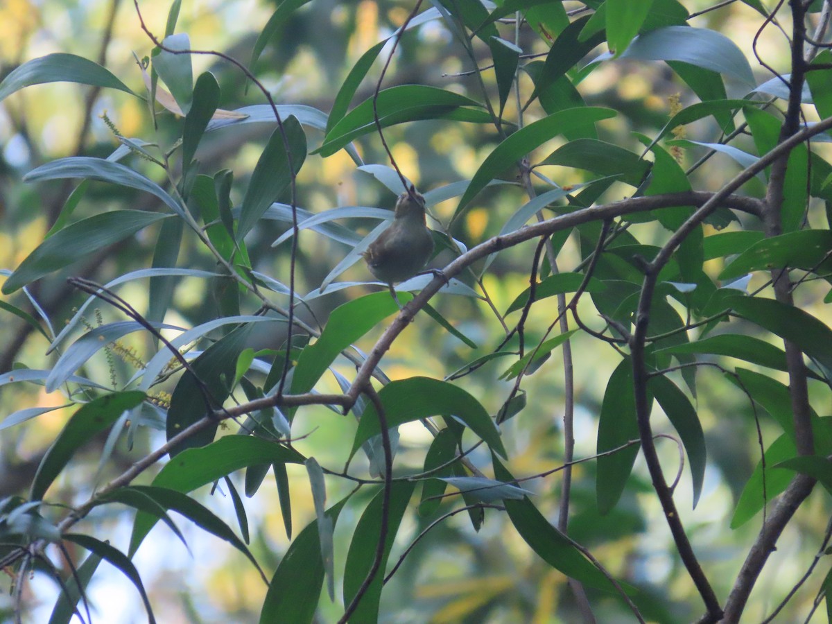 Large-billed Leaf Warbler - ML644527703