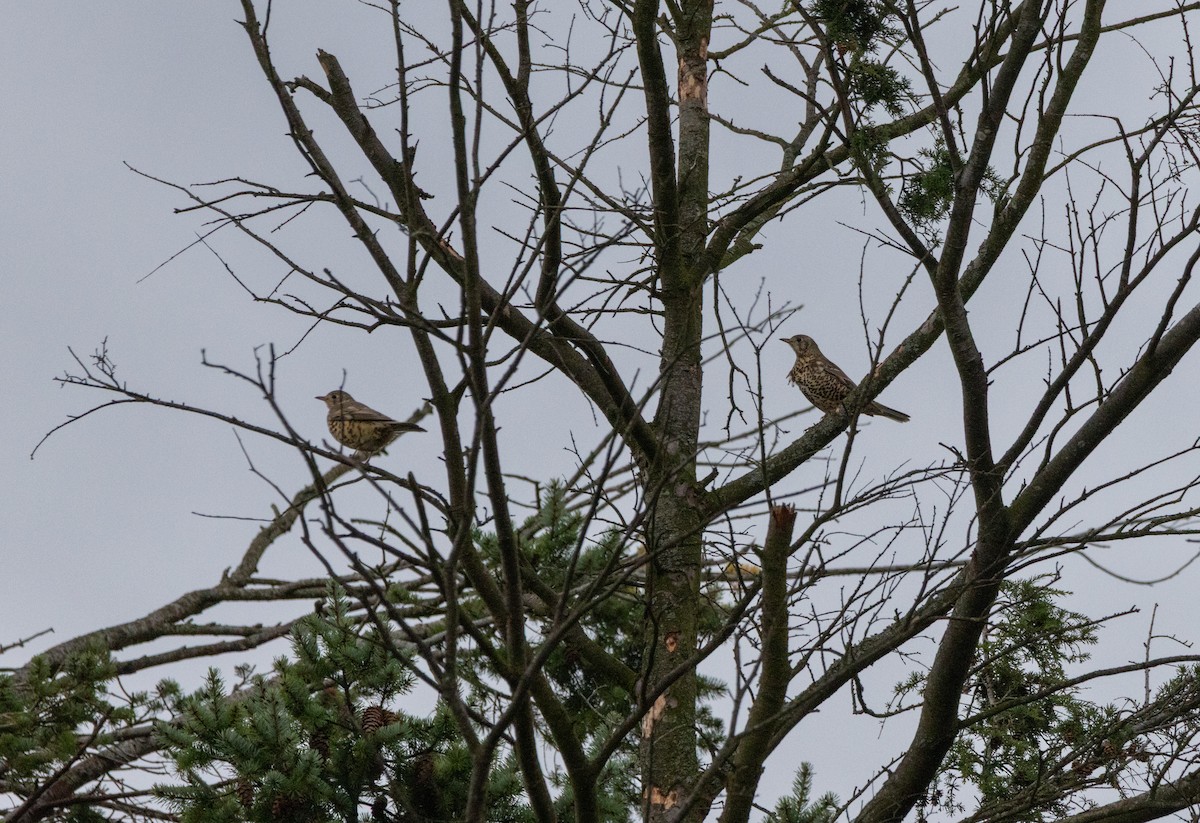 ヤドリギツグミ - ML644527704