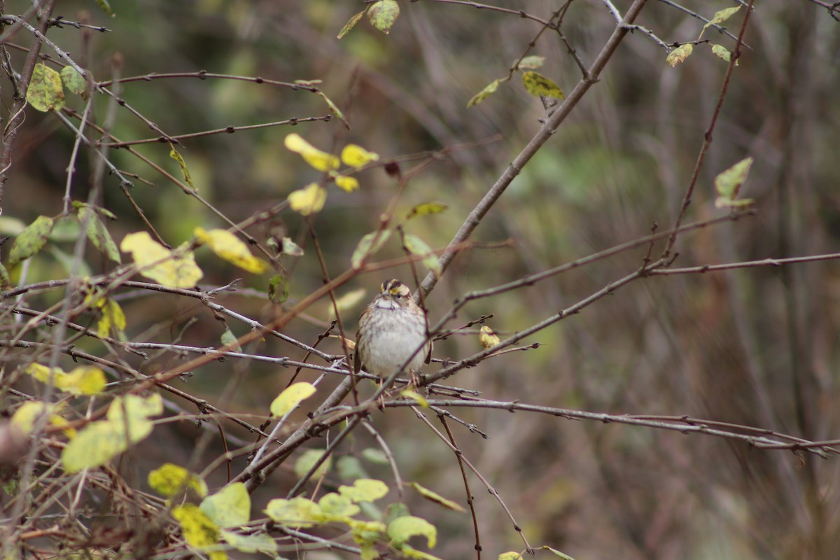 strnadec bělohrdlý - ML644527707