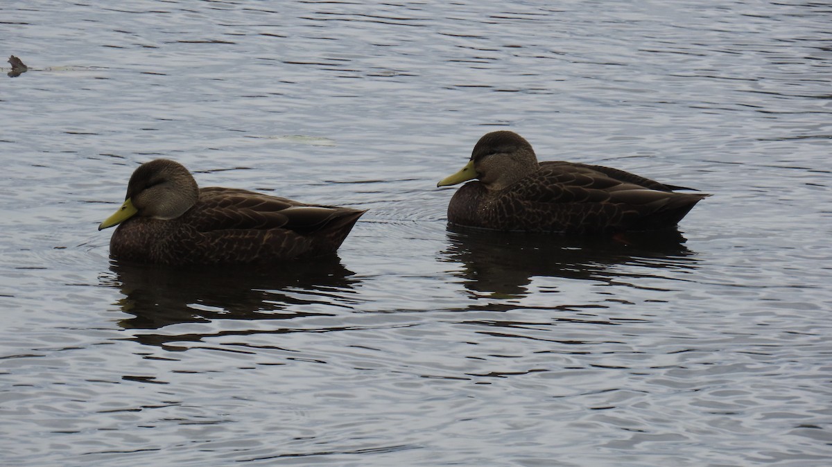 kachna tmavá - ML644527710