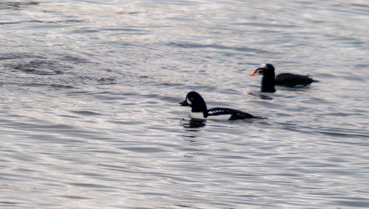 Barrow's Goldeneye - ML644527713