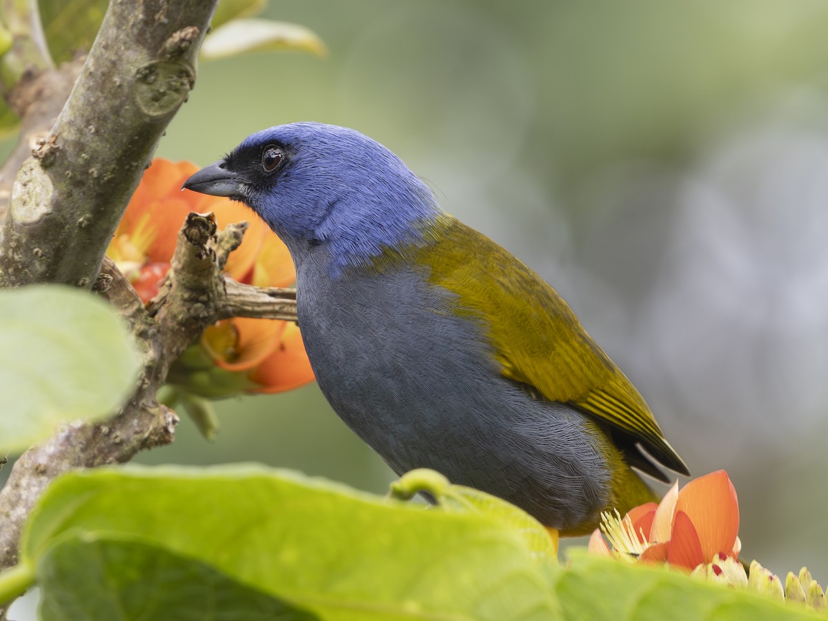 Blue-capped Tanager - ML644527725