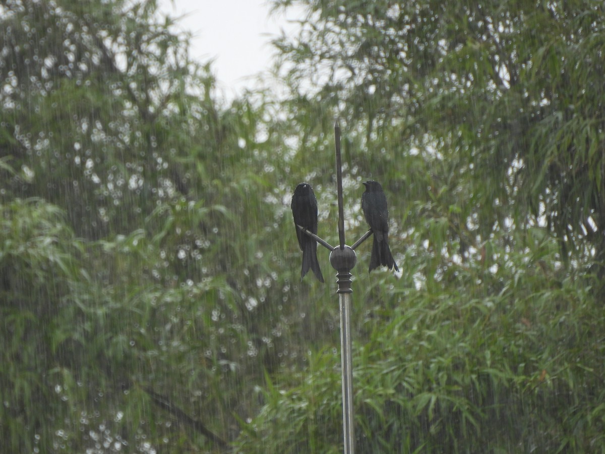 drongo černý - ML644527729