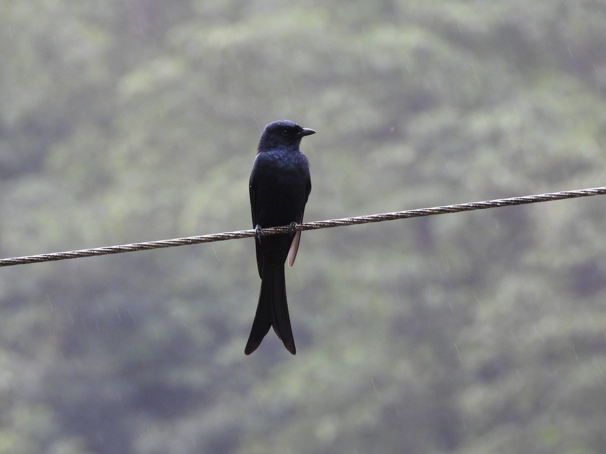 drongo černý - ML644527730