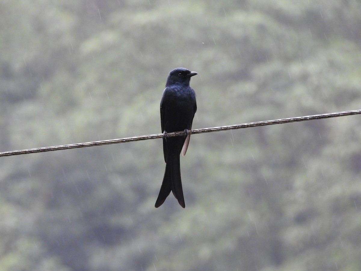 drongo černý - ML644527731