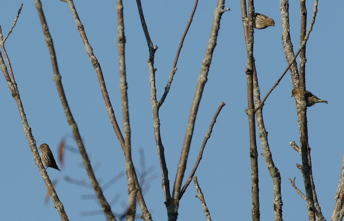 Pine Siskin - ML644527737