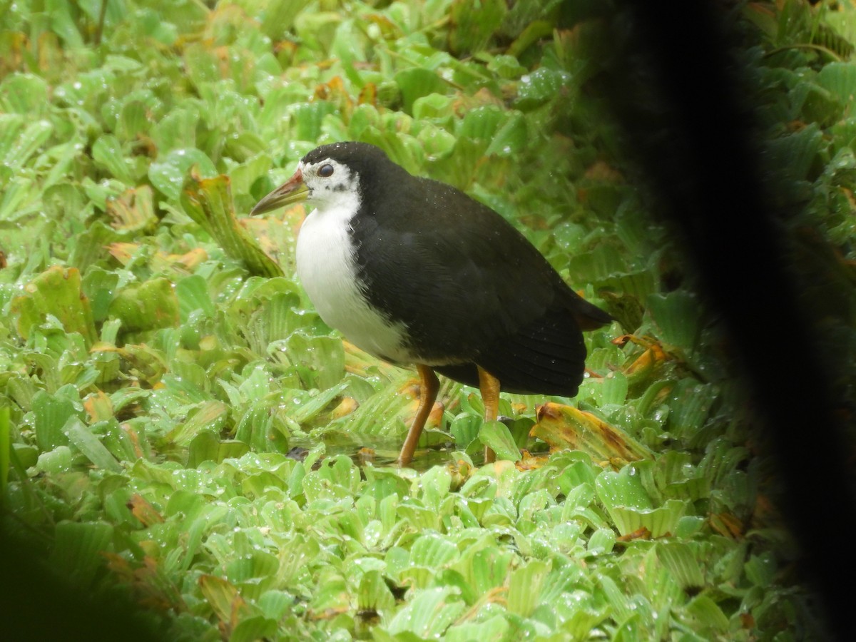 White-breasted Waterhen - ML644527741