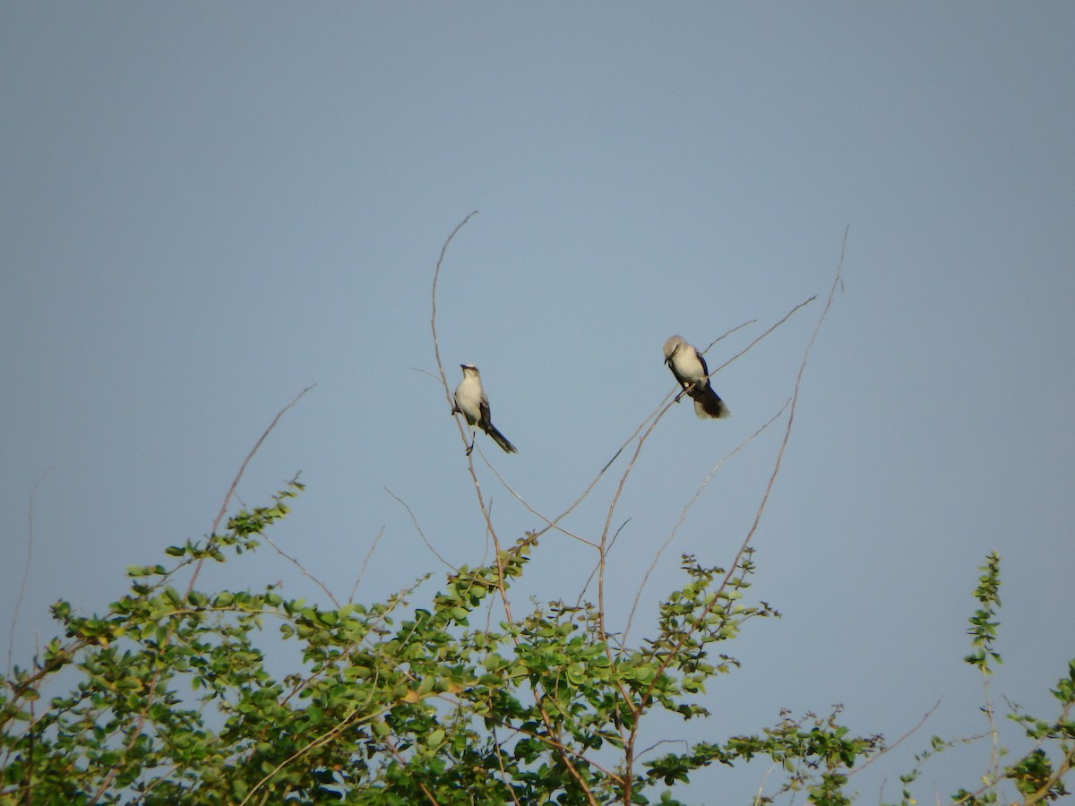 Tropical Mockingbird - ML644527745
