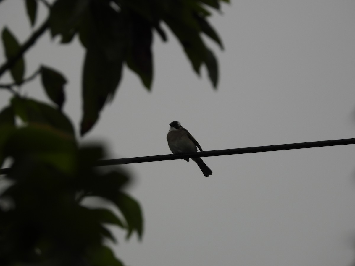 Chinabülbül - ML644527746