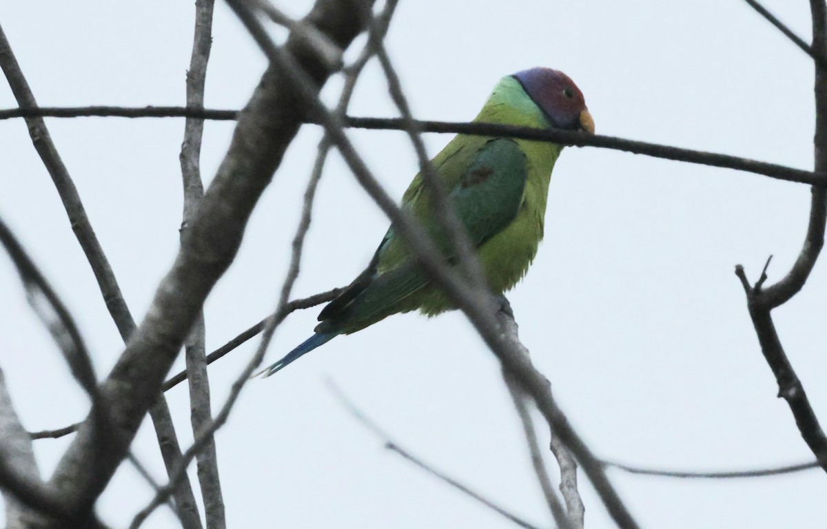 Perruche à tête prune - ML644527758