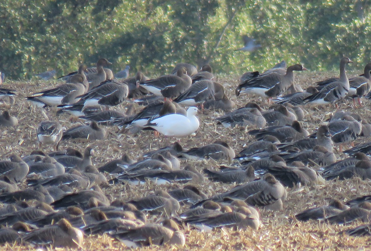 Ross's Goose - ML644527763