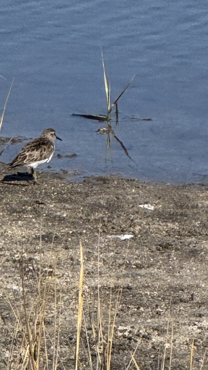 Gambecchio americano - ML644527779