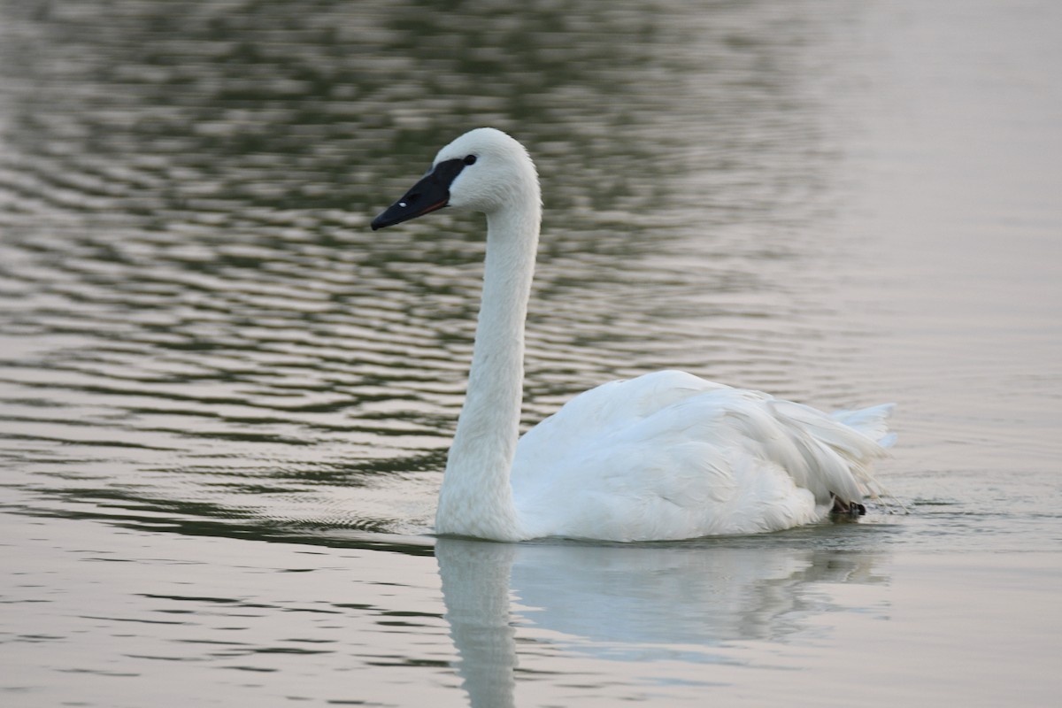 trompetsvane - ML644527787