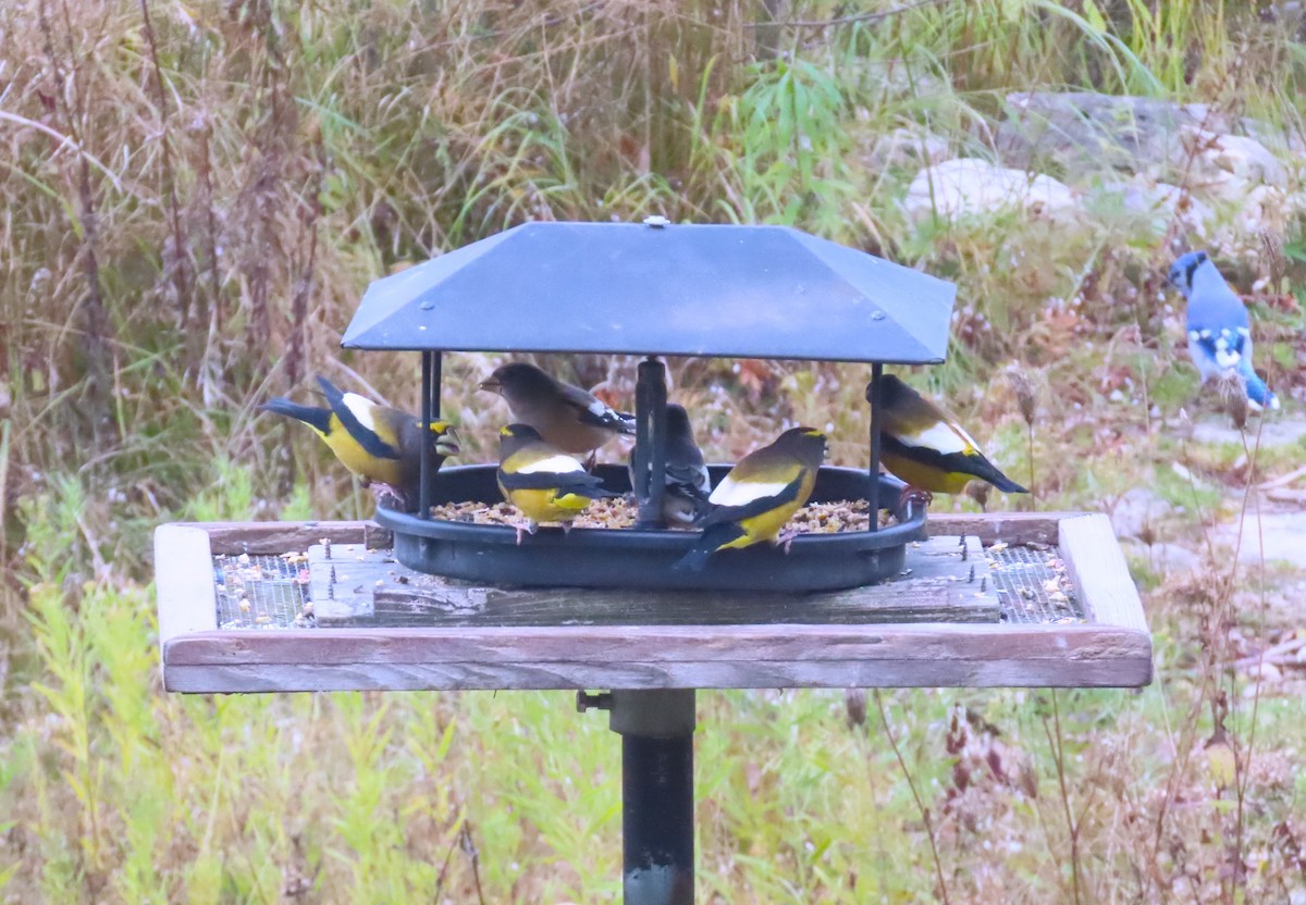 Evening Grosbeak - ML644527795