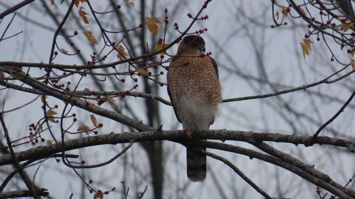 Gavilán Americano (norteño) - ML644527796