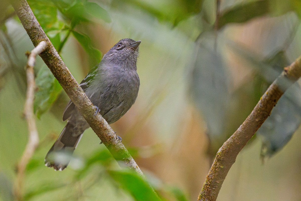 Variable Antshrike - ML644527800