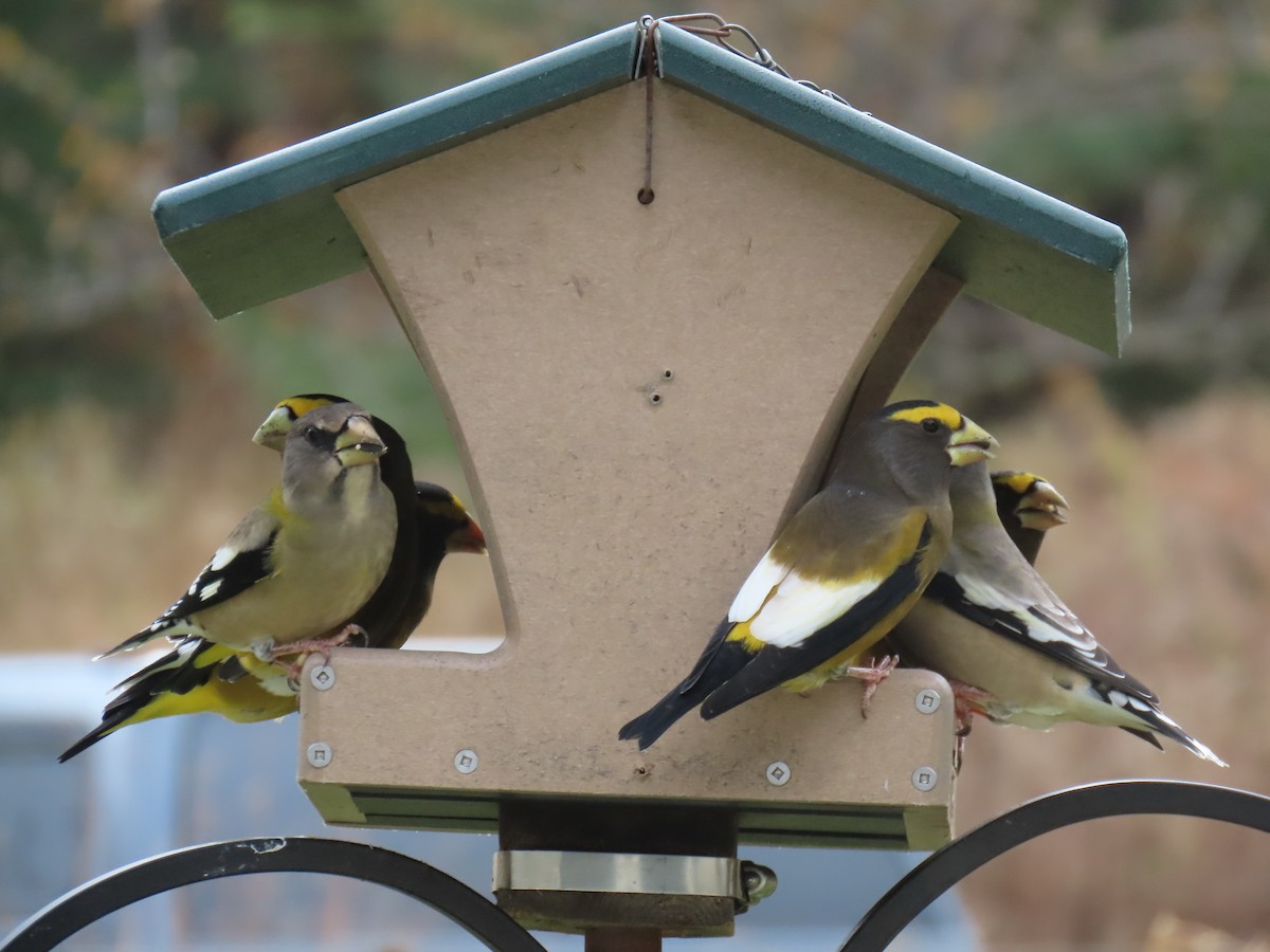 Evening Grosbeak - ML644527808