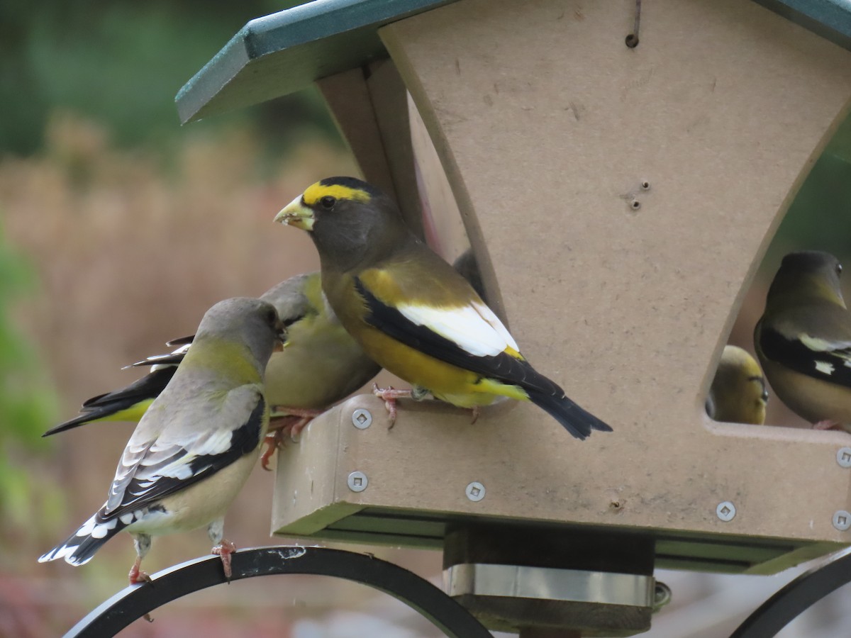 Evening Grosbeak - ML644527809