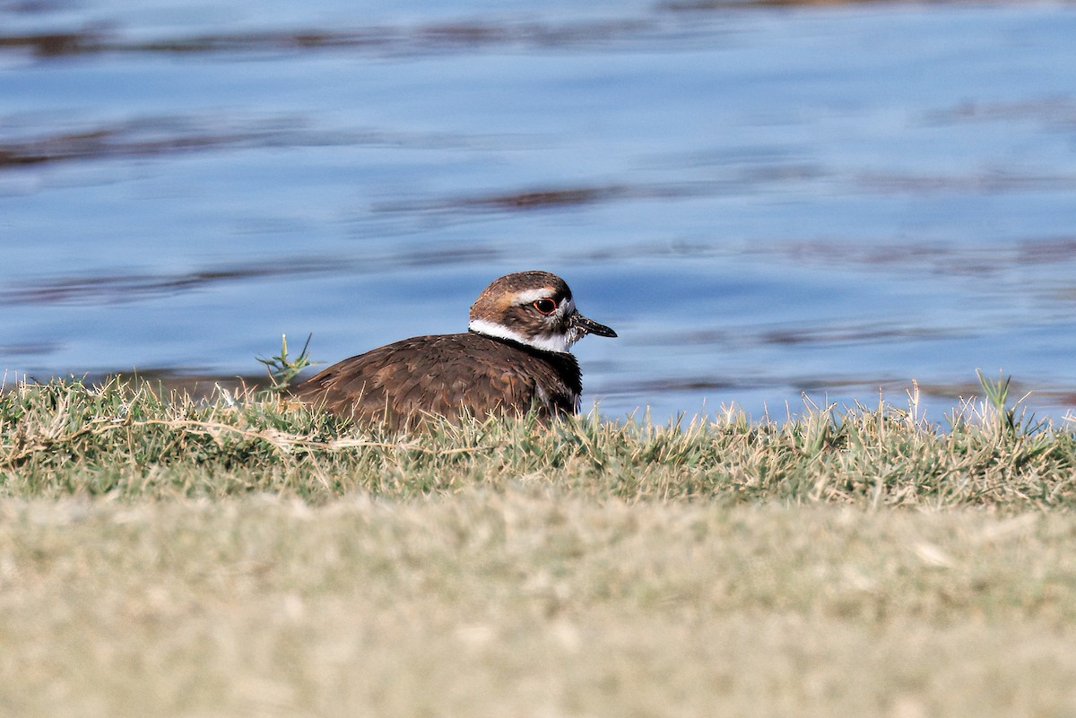 Killdeer - ML644527812