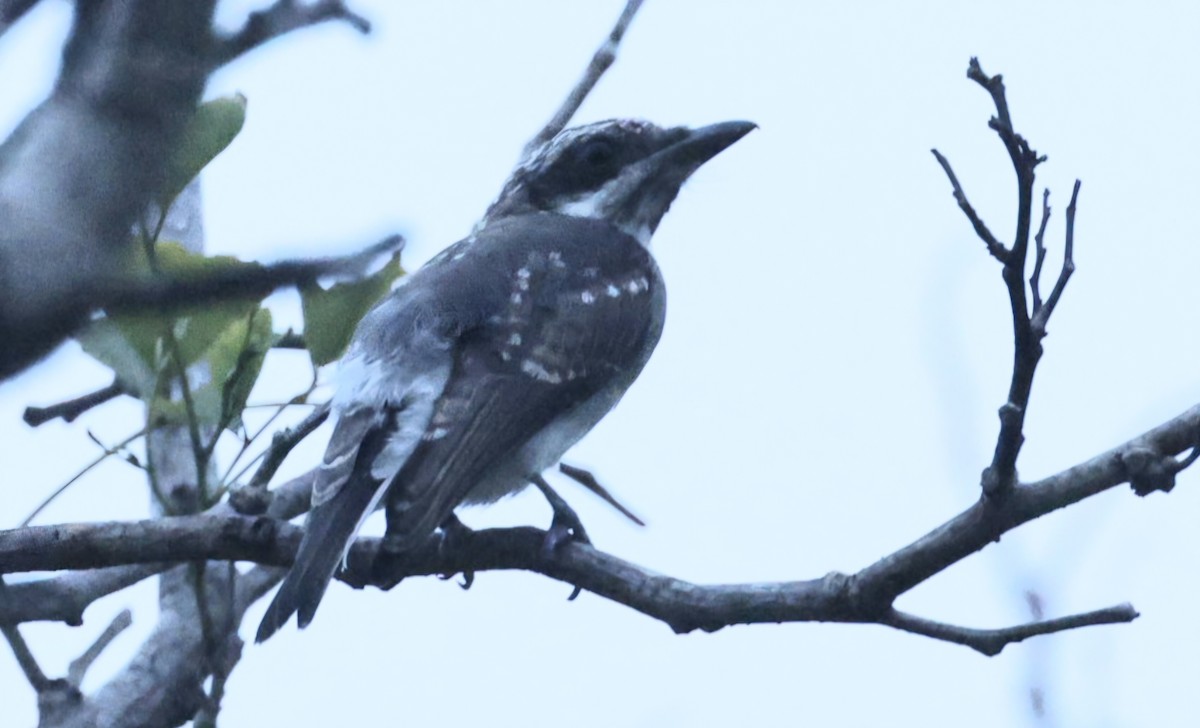 スリランカサンショウクイ - ML644527813