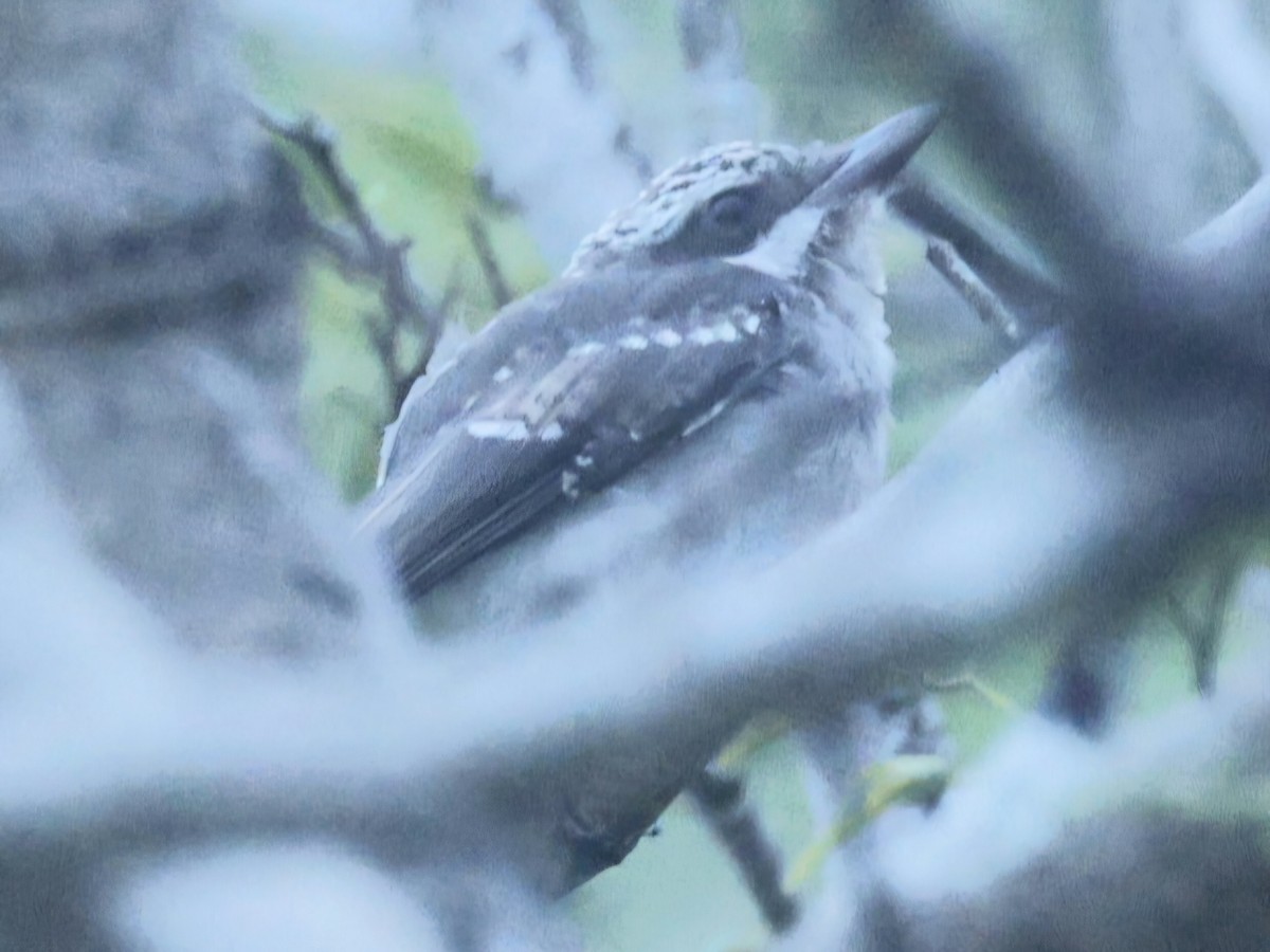 スリランカサンショウクイ - ML644527814