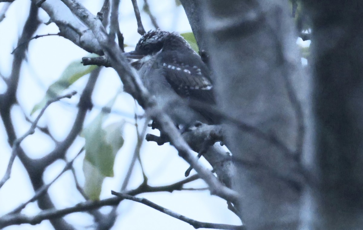 スリランカサンショウクイ - ML644527815