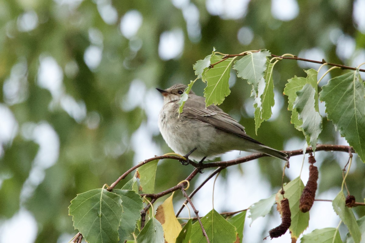 gråfluesnapper - ML644527819