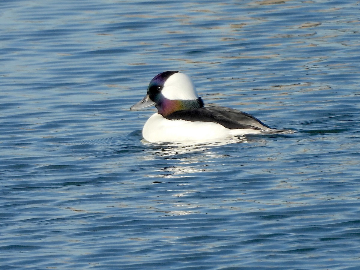 עבראש לבנוני - ML644527822