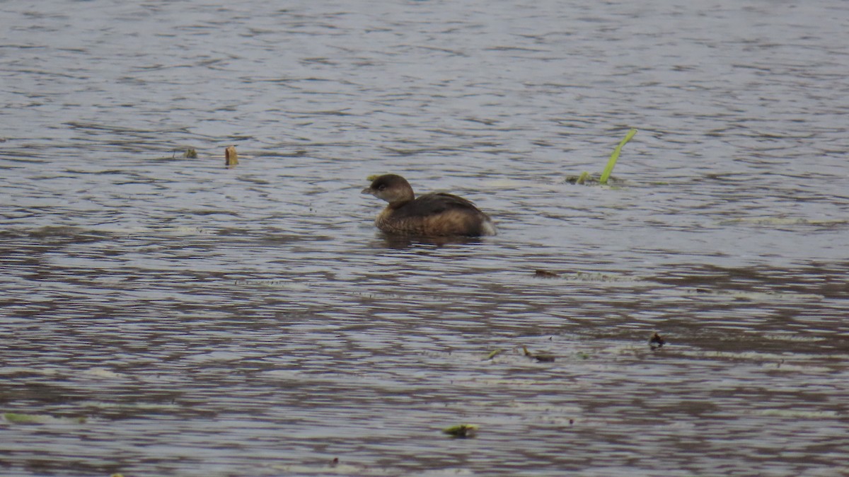 Pied-billed Grebe - ML644527823